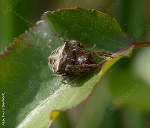 Gibbaranea bituberculata orb-weaver spider resting on edge of vibrant green leaf in bright sunlight