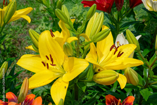 Yellow asiatic lilies in bloom
