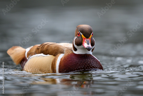 Wood duck (Aix sponsa)