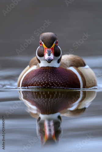 Wood duck (Aix sponsa)