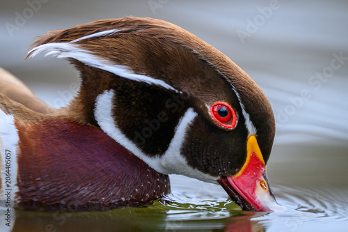 Wood duck (Aix sponsa)