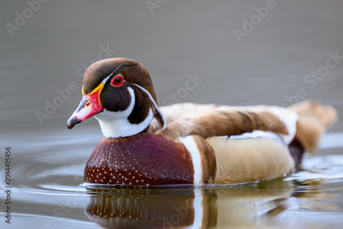 Wood duck (Aix sponsa)