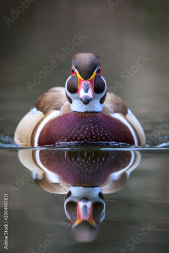 Wood duck (Aix sponsa)
