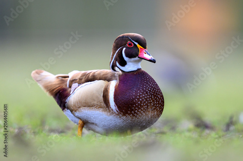 Wood duck (Aix sponsa)