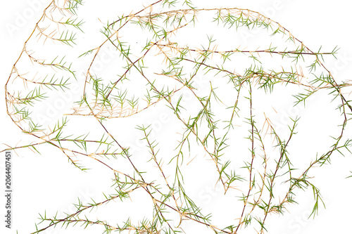 Quadro su tela Wild Tangled Grass-Like Plant with Thin Green and Dried Stems Isolated on Transp