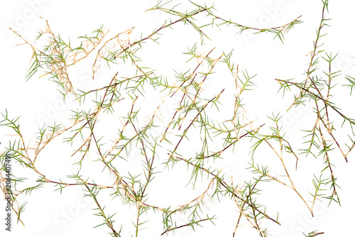 Tablou pe pânză Delicate sprawling Grass with thin green needle-like leaves on transparent backg