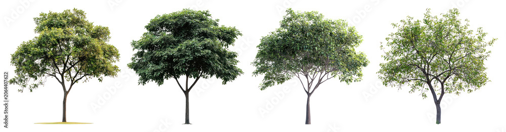 Fototapeta premium PNG Four diverse green trees aligned on transparent background