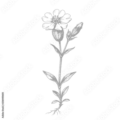 Detailed drawing of a single flower.