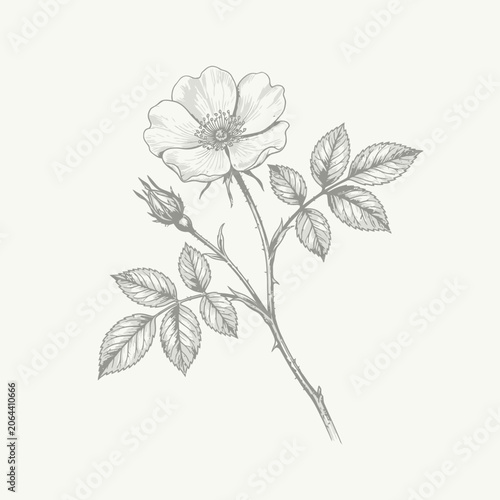 Detailed drawing of a single rose.
