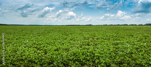 Green soybean field under a picturesque cloudy sky on a sunny day