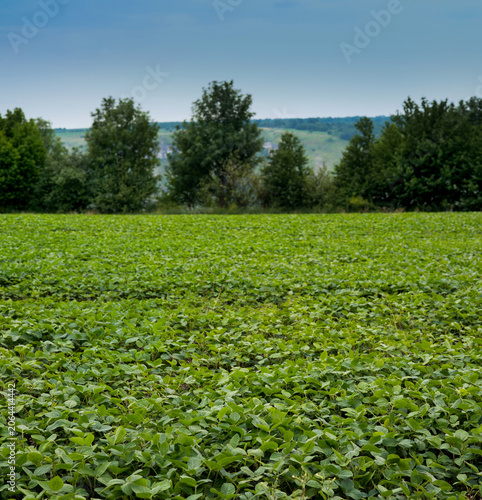 Принти на полотні soybean green field, valuable food