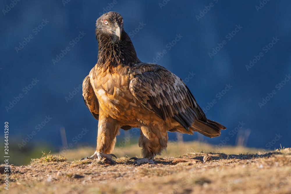 Fototapeta premium Majestic frontal portrait of a wild Bearded Vulture (Gypaetus barbatus) standing on the ground
