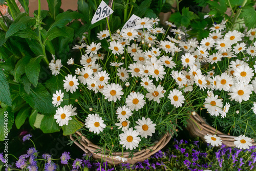 Dense cluster of marguerite daisies (Argyranthemum frutescens) with bright white petals and yellow centers arranged in decorative containers. Popular flowering ornamentals used for balconies, patios, 