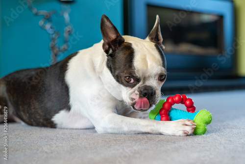Boston Terrier dog lying down with a toy bone and rubber ring in her paws. She is black and white and licking her lips looking at the camera. She is indoors, lying on a grey carpet