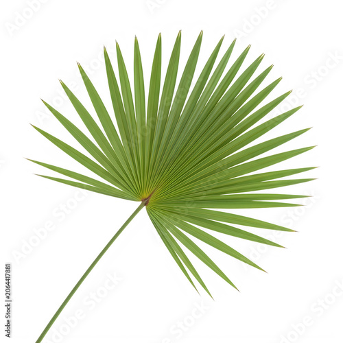A green palm leaf with long thin spikes