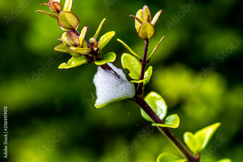 Spittlebug Foam