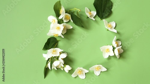 spring jasmine flowers with spacious green copy space