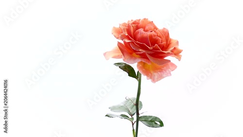 romantic coral rose blossoms on clean white background