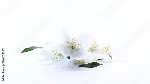 a flowering branch of white jasmine