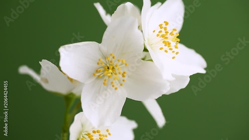 natural jasmine blossoms with elegant minimal composition