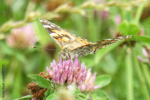 Painted lady butterfly. Vanessa cardui