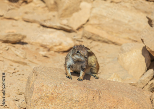 Fotografie Barbary Ground Squirrel Crouching Alert on Sandstone Rock in Fuerteventura Deser
