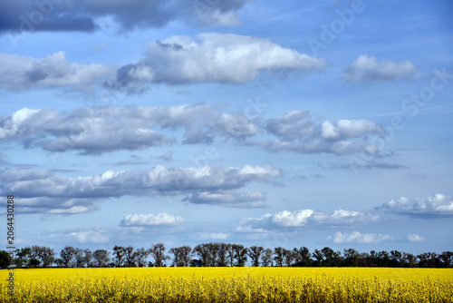 cultivated field with blooming rapeseed and trees by the road in spring