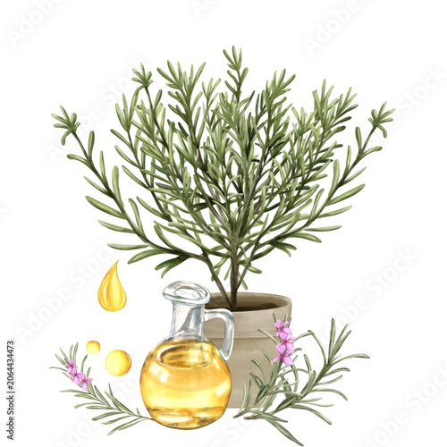 Rosemary composition of Rosemary plant, branches with Flowers, oil carafe and oil Drops, watercolor botanical Wellness Illustration 