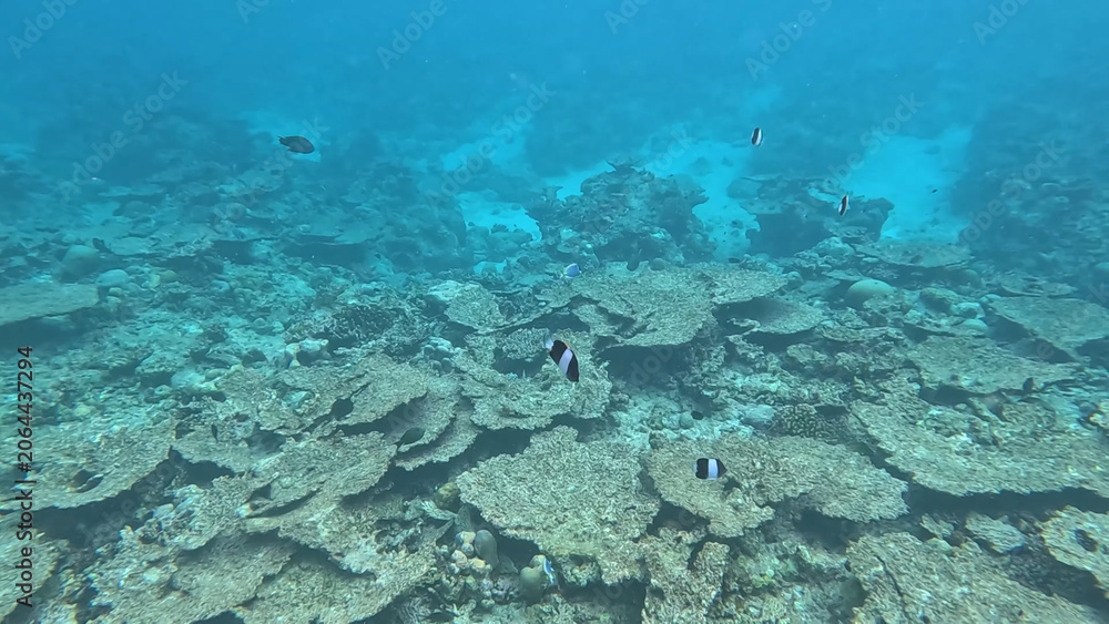 Obraz premium Luxury resort photo of Maldives snorkeling. Tropical paradise islands with exotic fish under wave of clear water on seabed azure Indian Ocean with coral reef.