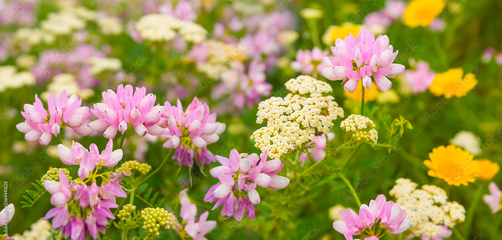 Obraz premium summer prairie covered by wild flowers under blue cloudy sky