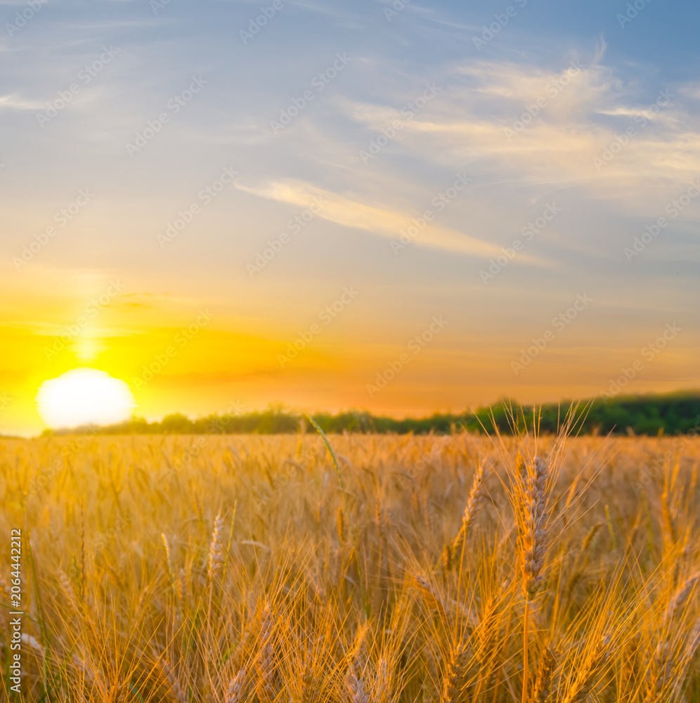 Fototapeta premium summer wheat field at the dramatic sunset
