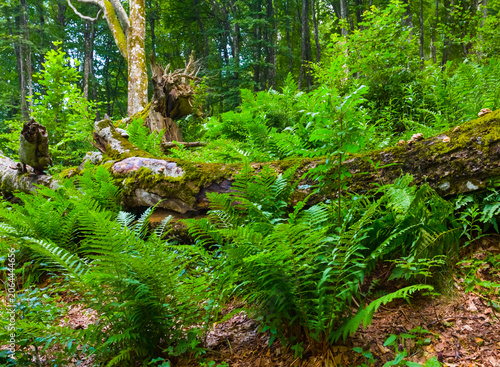 фотографія green fern bush in the forest, natural outdoor forest scene