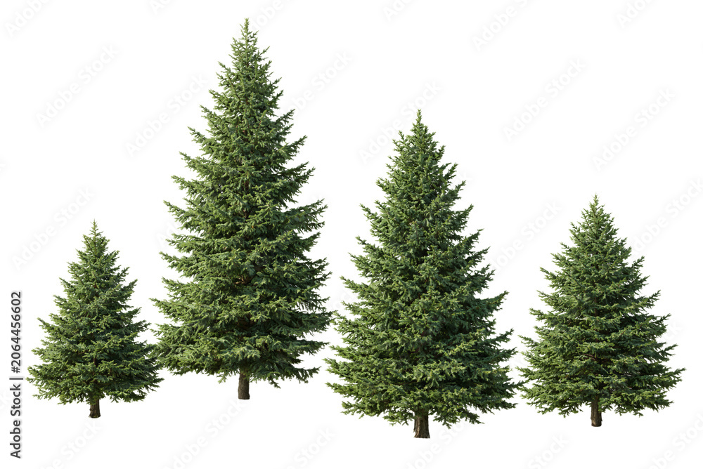 Obraz premium Collection of realistic evergreen pine trees isolated on black background, conifer forest elements for landscape design