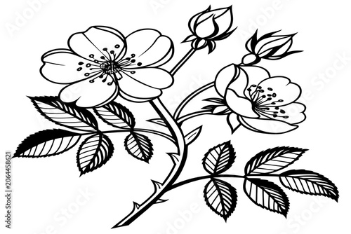 coloring page line art the lady banks rose flower black vector