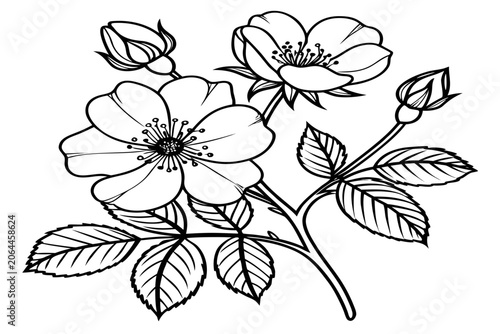 coloring page line art the lady banks rose flower black vector