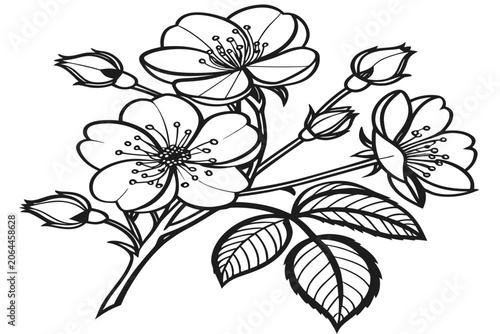 coloring page line art the lady banks rose flower black vector
