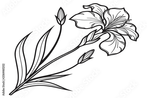 coloring page line art the walking iris flower black vector