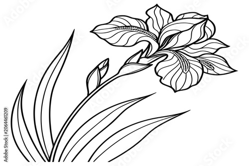 coloring page line art the walking iris flower black vector