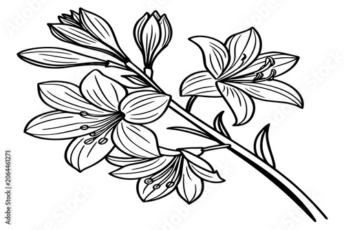 coloring page line art the walking iris flower black vector