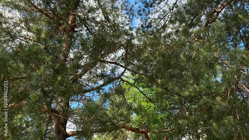 Pine branches sway in the wind on a sunny summer day. Rotate the camera from left to right and back, shooting from below.