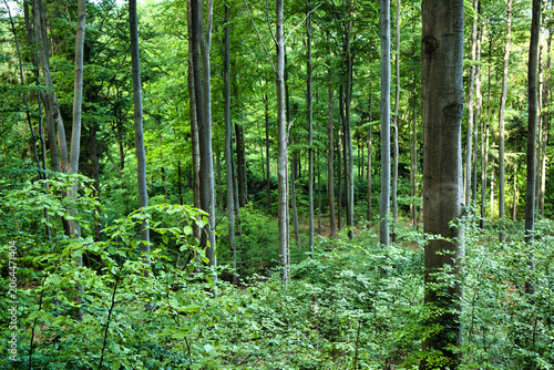 Foto Lush early spring green forest with young tall beeches and dense undergrowth - Wałbrzych Mountains, Borowa Massif