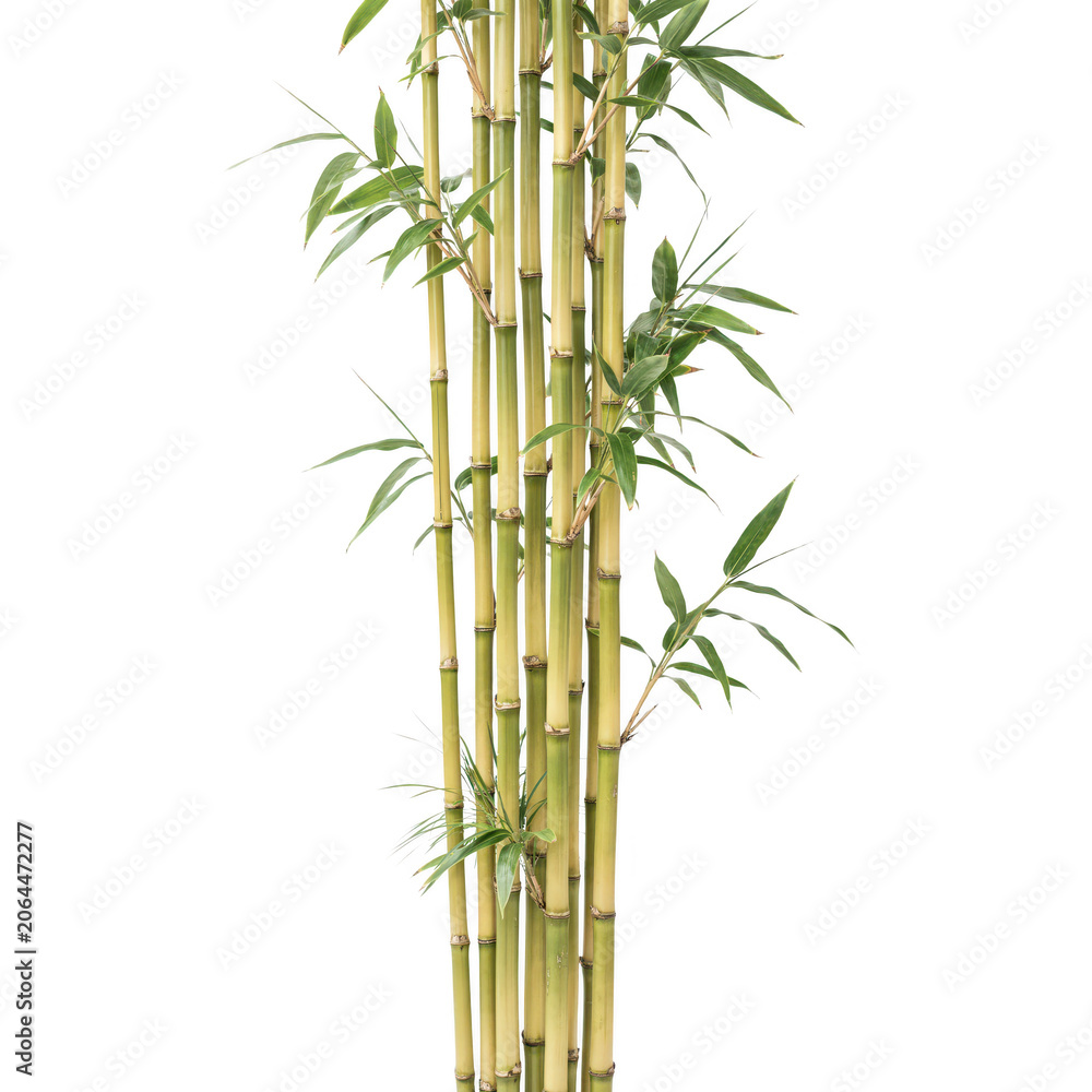 Naklejka premium A tall cluster of bamboo stalks with slender green leaves, standing upright and isolated on a black background, representing tropical nature