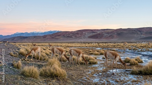 herd of sheep in the snow