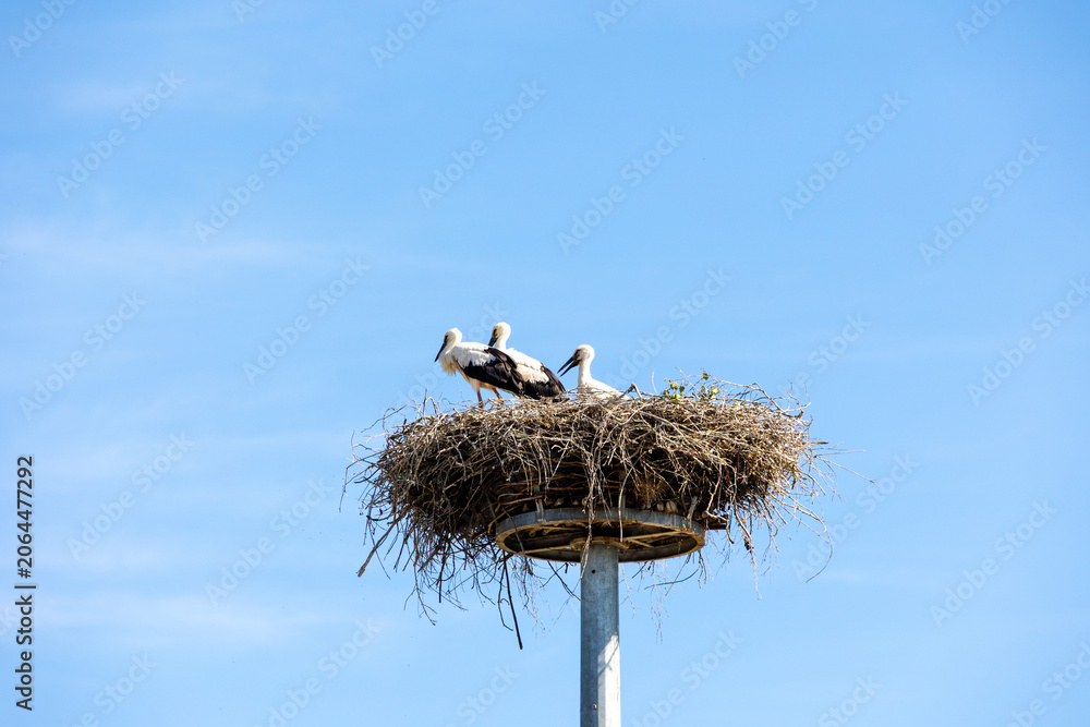 Fototapeta premium White stork family resting in a large nest on elevated nesting platform