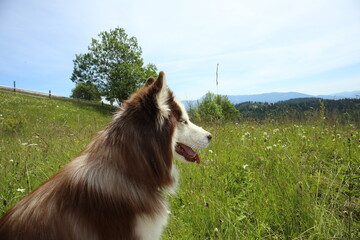 dog on the grass