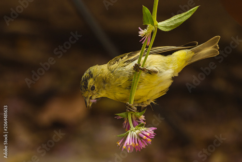 Lesser Goldfinch (Carduelis psaltria) Feeding on Globe Amaranth (Gomphrena globosa) Blooms