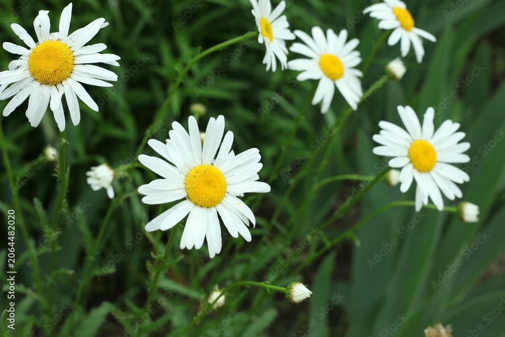 Fototapeta premium daisies in the grass
