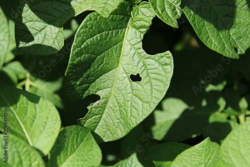 Tableau sur toile Potato leaf damaged by Colorado potato beetle infestation
