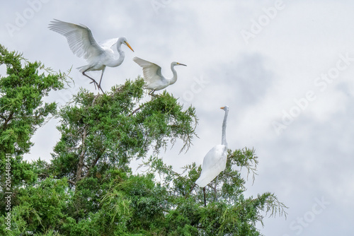 Great egrets (Ardea alba) getting ready to fly off from  lush green tree branches, Bombay Hook National Wildlife Refuge, Delaware.