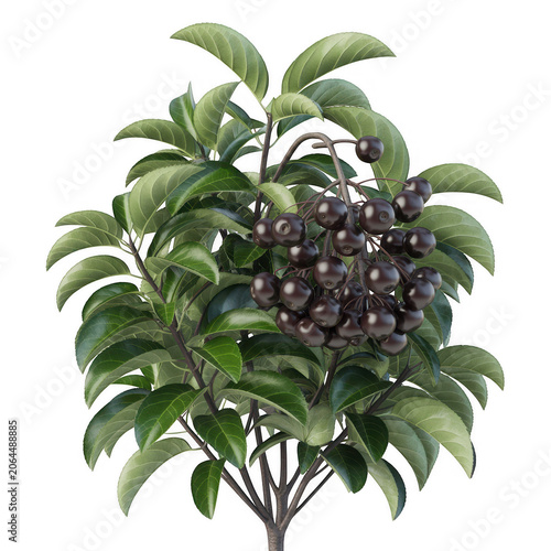 Small shrub branch with clusters of dark black chokeberries and green leaves, isolated on a white background, for botanical nature imagery